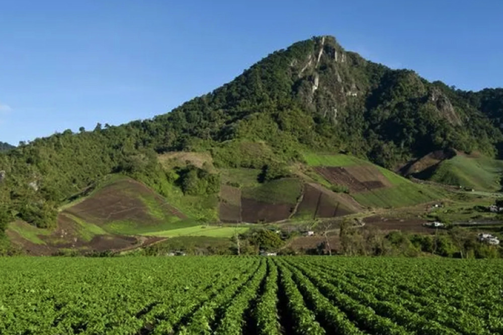 Opinión Llantero Cerro Punta: Reseña y experiencia real del servicio